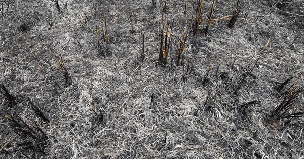 由于大火烧毁了森林和树木 草场变成了灰灰 — 图库照片