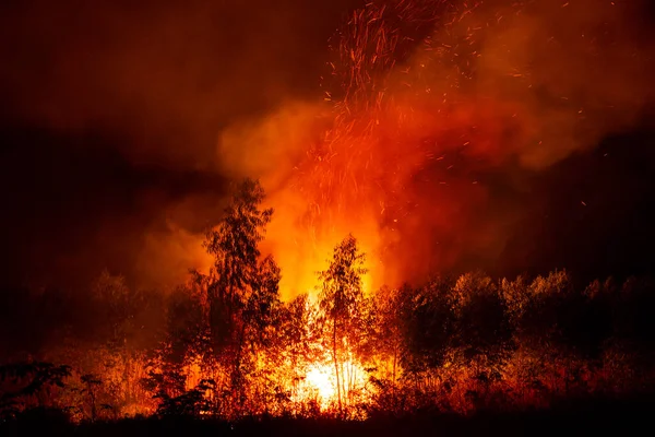 火は荒れ狂う森や木々を火花や熱や煙が空に吹き込み — ストック写真