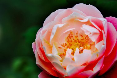 Kırmızı gülün makro karesi, merkezde parlak pembe yapraklarla çevrili mastırları gösteriyor..