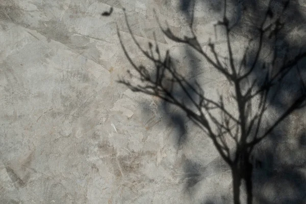 태양은 나무를 둥그스름 빛나며 벽에는 그림자를 만든다 — 스톡 사진