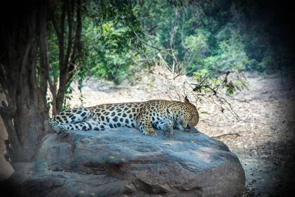 Leopard Spí Skále Stínu Velkého Stromu Lese — Stock fotografie