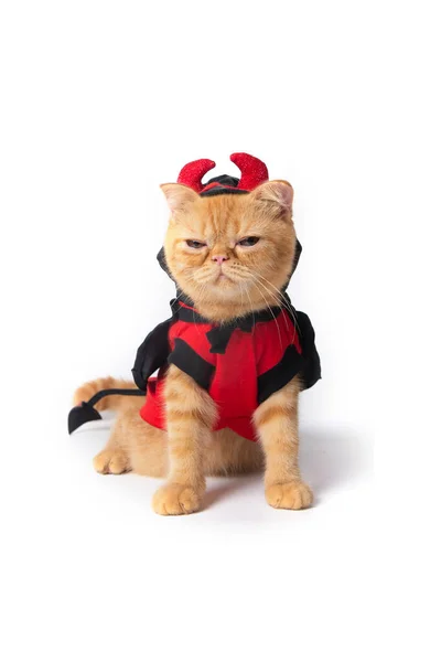 Escocês Gato Dobrável Vestindo Traje Diabo Vermelho Para Celebração Halloween — Fotografia de Stock