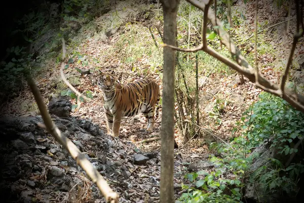Samotný Tygr Stojící Džungli Prokázal Bezúhonnost Přírody Životního Prostředí — Stock fotografie