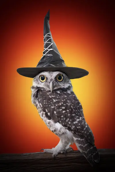 Owl Purtând Pălărie Vrăjitoare Neagră Stă Jurnal Lumină Roșie Galbenă — Fotografie, imagine de stoc