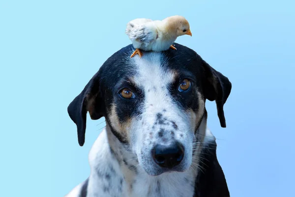 Isolated photo of little chicken standing on dog head.
