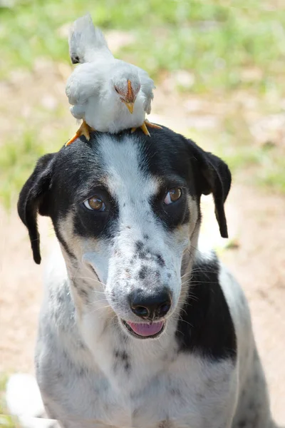 Little chicken standing on smileing dog head showing friendly of two animals.