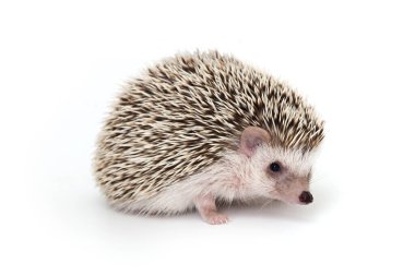 Beyaz arka planda şirin kirpinin yan plan fotoğrafı.