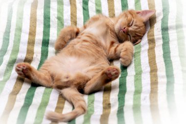 Küçük sevimli turuncu kedi yavrusu sırt üstü uzanıyor ve tatlı rüyalar görüyor yumuşak yastığın üzerinde.