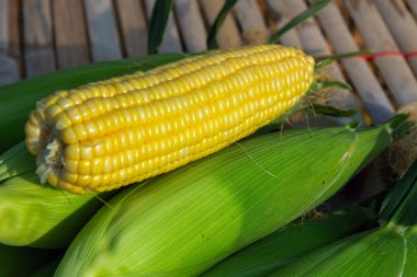 Freshly picked corn from the field can be used as an ingredient in cooking delicious ,fresh and healthy food.