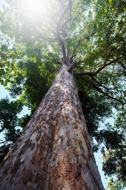 Tropikal ormandaki büyük bir ağacın yaprakları arasından yükselen güneş ışığı manzarası..
