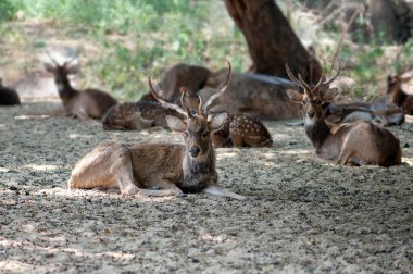 A herd of deer looking forward while rests cautiously under the shade of a tree in a natural forest. clipart