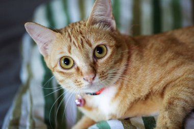 Portakal kedisini kapat ve büyük gözler Carmera 'ya bakarken yatağa uzan..