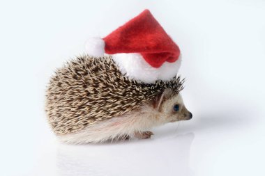 Beyaz arka planda kırmızı Noel Baba şapkası takan şirin kirpinin yan görüntüsü..