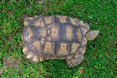 Yeşil çimenlikte yürüyen büyük bir kaplumbağanın üst görüntüsü kaplumbağanın kabuğunun desenini açıkça görülebilir..