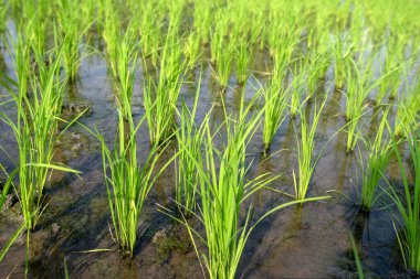 Büyüme mevsiminin başlangıcında yemyeşil pirinç bitkilerinin çok güzel büyüdüğü yakın plan bir çekim..
