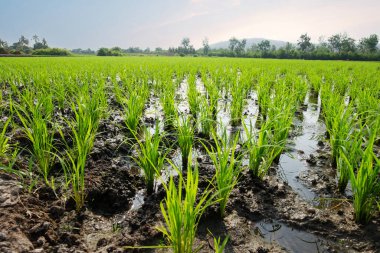 Tayland kırsalındaki büyüme mevsiminin başında pirinç tarlalarında sıra sıra yetişen pirinç bitkileri görülüyor..
