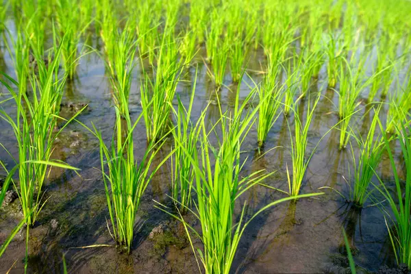 Büyüme mevsiminin başlangıcında yemyeşil pirinç bitkilerinin çok güzel büyüdüğü yakın plan bir çekim..