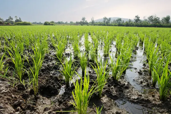 Tayland kırsalındaki büyüme mevsiminin başında pirinç tarlalarında sıra sıra yetişen pirinç bitkileri görülüyor..