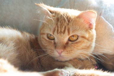 Portakal rengi bir kedinin yakın plan çekimleri..