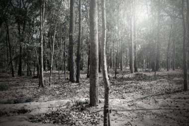 Güneşin altındaki orman ağaçların gölgelerinde parlıyor. Sanki içinde bir gizem saklıymış gibi..