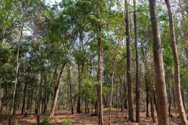 Çevreyi korumak ve Asya bölgesindeki küresel ısınma sorununu çözmek için ağaç dikmek.