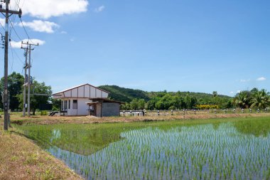 Tarımı desteklemek için pirinç tarlaları ve sulama istasyonu manzarası.