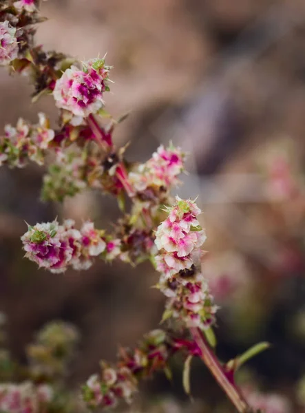 Fleurs Asclépiade Également Connu Sous Nom Chardon Russe Gros Plan — Photo
