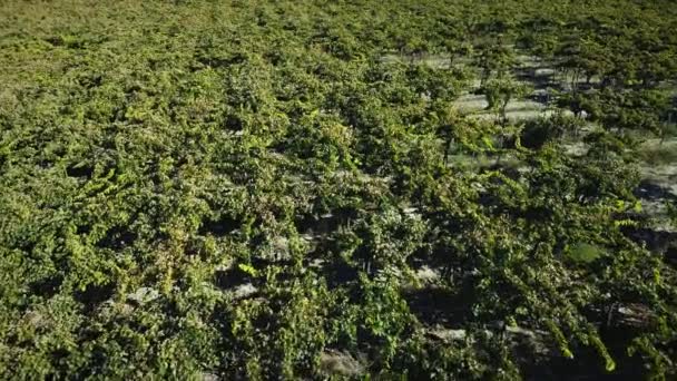Vineyard Andok Hegységben Háttérben Mendoza Argentína Légi Felvétel — Stock videók
