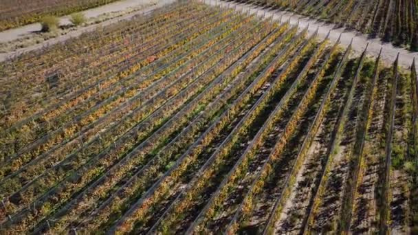 アルゼンチンのメンドーサで上から見た穀物のローズ — ストック動画