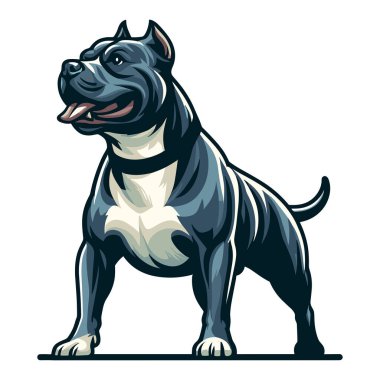 Pitbull bulldog full body vector illustration, Full-length portrait of a standing animal pet pitbull terrier dog. Design template isolated on white background  clipart