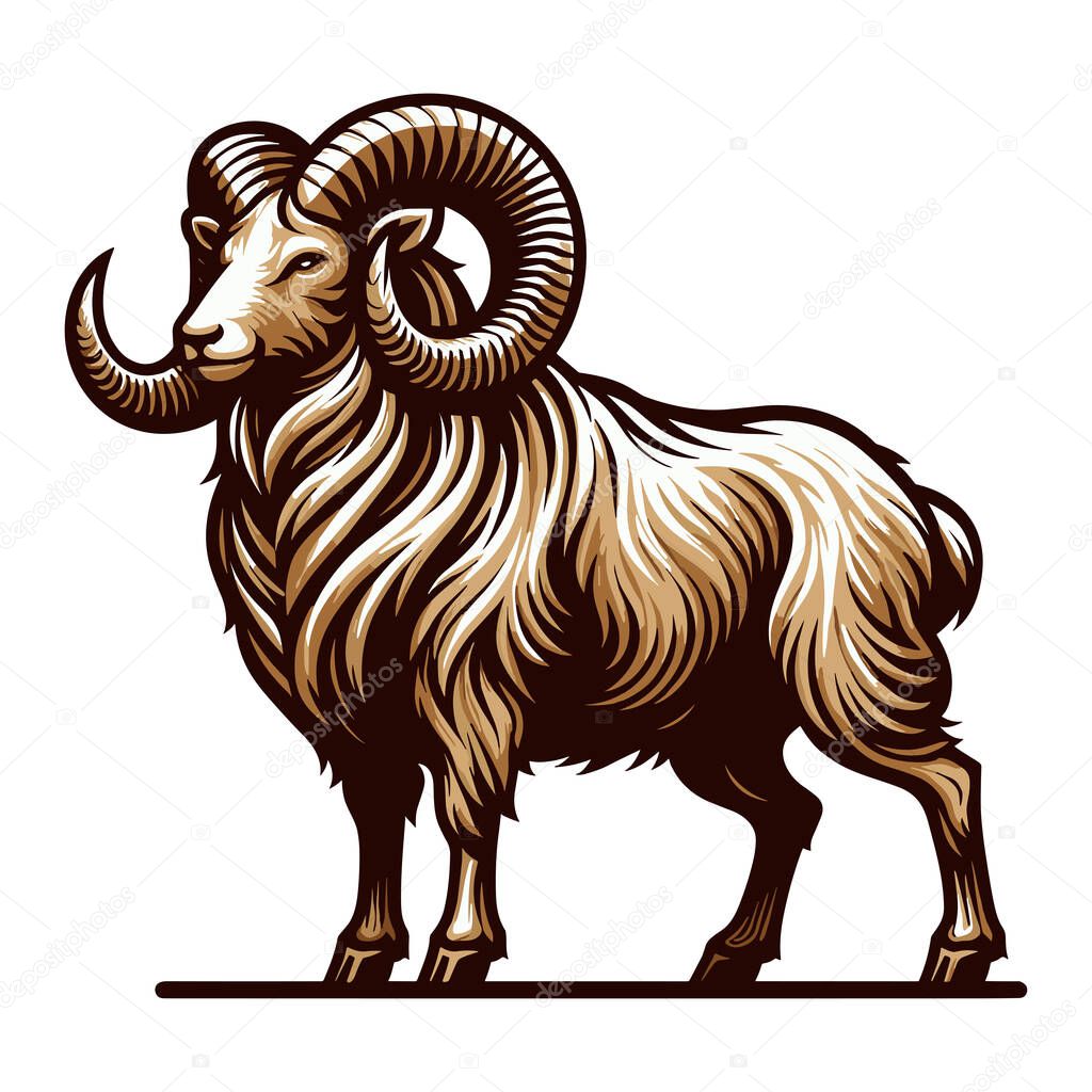 Horned ram bighorn sheep full body vector illustration, animal livestock, farm pet, agriculture concept, butchery meat shop element design isolated on white background