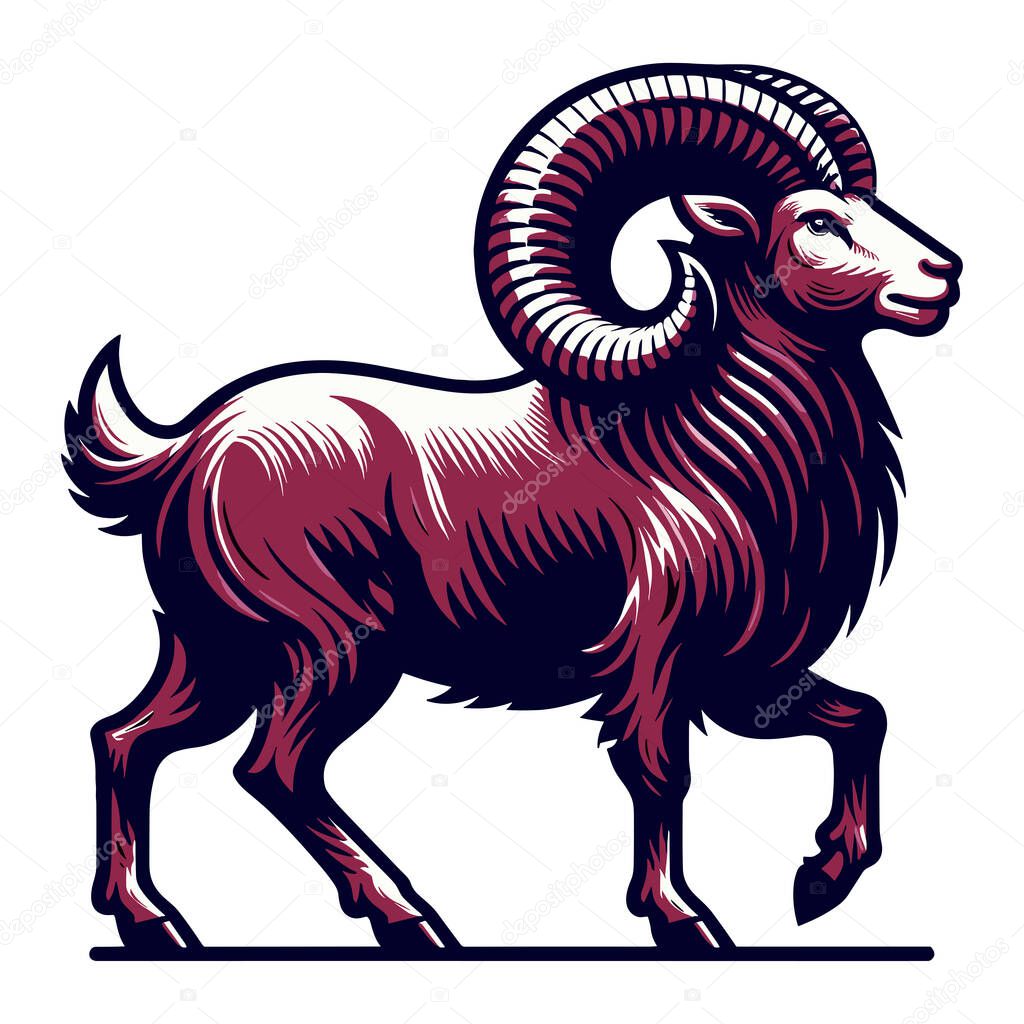 Horned ram bighorn sheep full body vector illustration, animal livestock, farm pet, agriculture concept, butchery meat shop element design isolated on white background