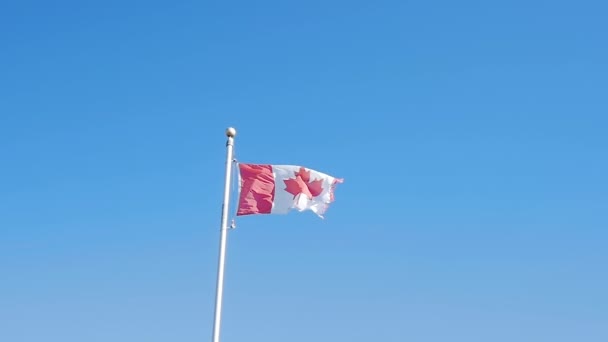 カナダ国旗の美しい映像 カナダの政治的設定やカナダのメディア報道におけるカナダのドキュメンタリースタイルの旗 カナダの国旗旅行プロモーション カナダ国旗をフィーチャーしたマーケティングビデオ — ストック動画