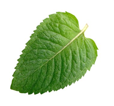 Beyaz arkaplanda izole edilmiş taze bir nane yaprağı