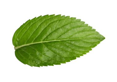 Beyaz arkaplanda izole edilmiş taze bir nane yaprağı