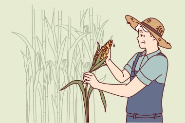 Yaşlı çiftçi, organik meyve ve sebze fuarında daha fazla satmak için tarlada mısır hasat ediyor. Gri saçlı erkek çiftçi tohum yetiştirmek için çiftlikte tarım işiyle meşgul.