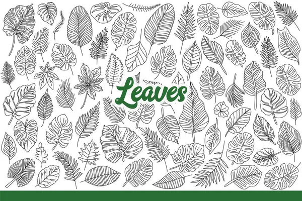 stock vector Leaves from tropical trees and shrubs growing on southern islands or jungles. Leaves of different shapes and sizes for design of botanical books or environmental magazines. Hand drawn doodle