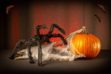 Örümcek ağlı Cadılar Bayramı kabağı ve koyu arkaplanda örümcek ağı.