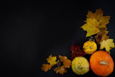 Siyah arka planda sonbahar yaprakları ve balkabakları. Düz yatış, üst görünüm.