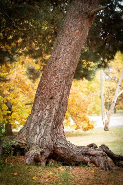 Sonbahar zamanı parktaki yaşlı ağaç. Sığ alan derinliği