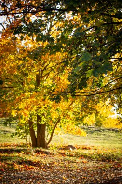Parktaki güzel sonbahar ağaçları. Renkli sonbahar manzarası.