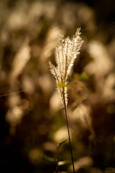 Sarı çimenler ve bulanık bokeh ile sonbahar arkaplanı.