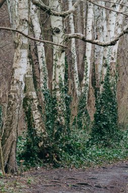 Ağaçların gövdeleri yeşil yapraklarla kaplı. 