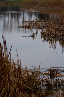 Baharın başında nehrin kıyısında sazlıklar..