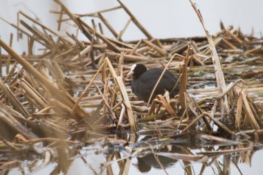 Yaban ördekleri kışın bir göletin kıyısında.