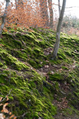 Arka planda düşen yapraklar ve ağaçlar olan yosunlu orman zemini