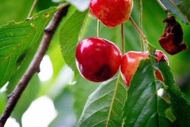 Kiraz ağacındaki olgun kırmızı kirazlara yaklaş.