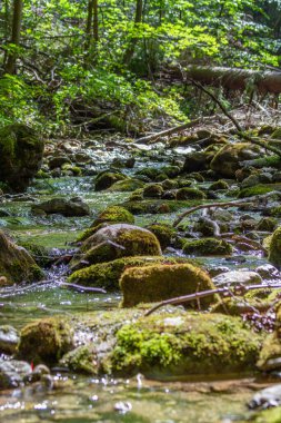 Ormanın ortasında kayalar ve yeşilliklerle çevrili bir derenin dikey görüntüsü.