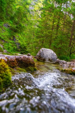 Ormandaki nehrin güzel manzarası