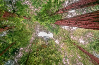 Sekoya ağaçlarının arasından gökyüzüne bakıyorum. Muir Woods Ulusal Anıtı, Mount Tamalpais Güneybatı Marin County, Kaliforniya, ABD.